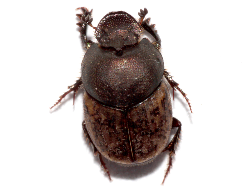 Onthophagus similis